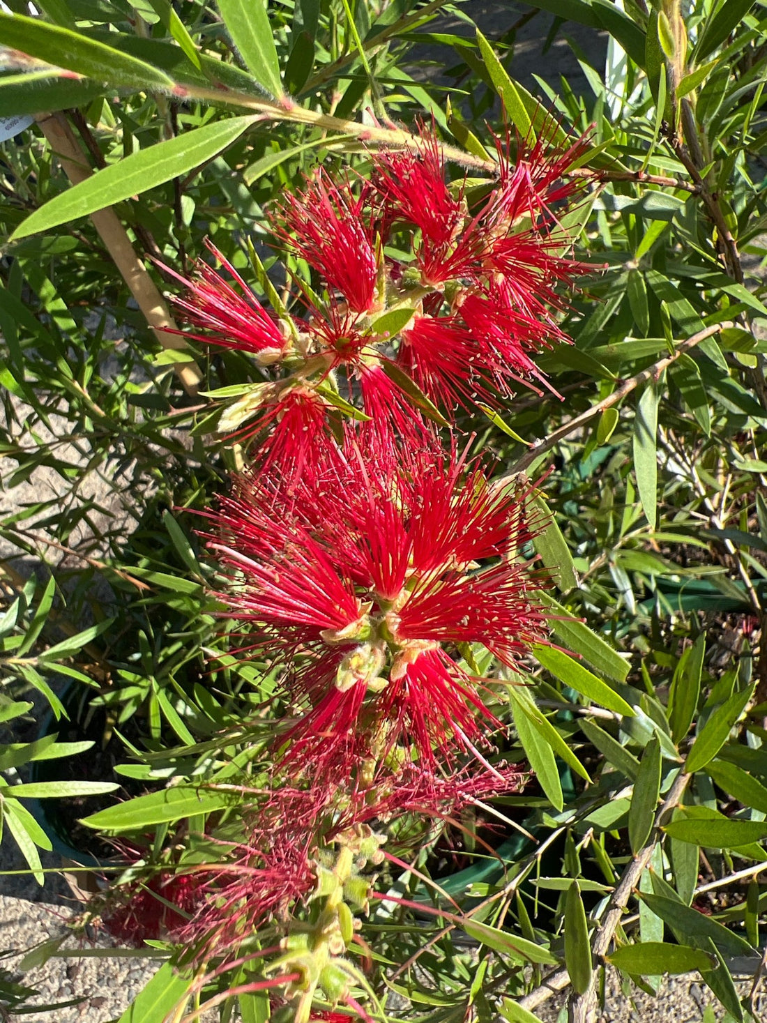 Bottlebrush 'Four Seasons' (Callistemon) 200mm Pot - Ladybird Nursery