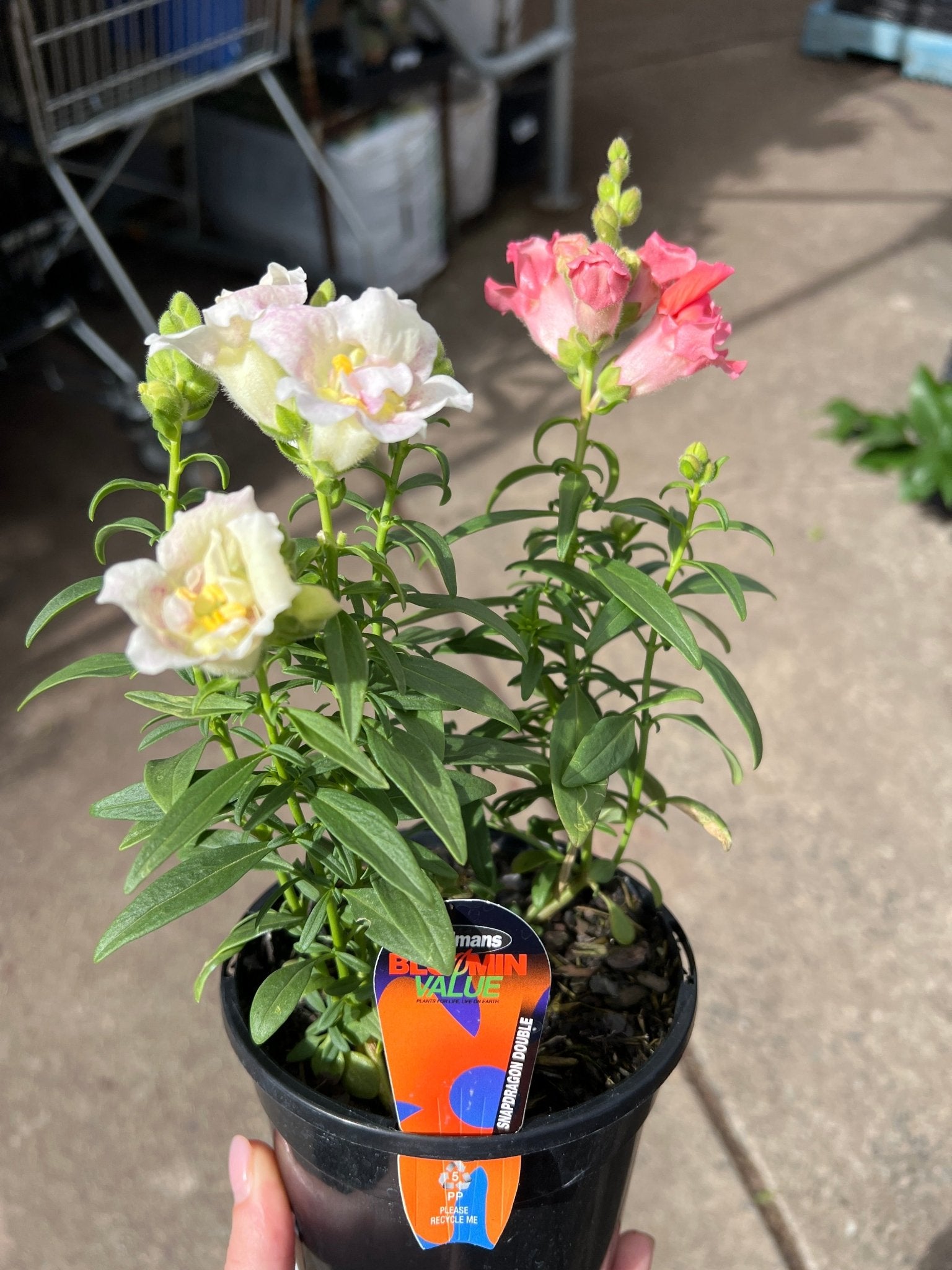 Snapdragon Double (Antirrhinum majus) - Ladybird Nursery