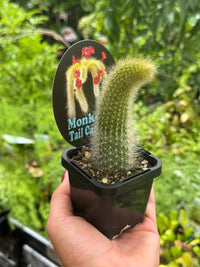 Monkey Tail Cactus - Ladybird Nursery