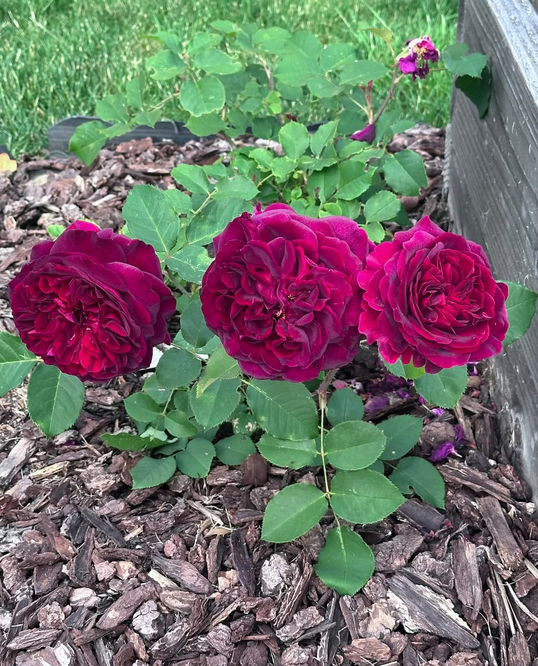 Rose 'Munstead Wood' (David Austin) - Large - Ladybird Nursery