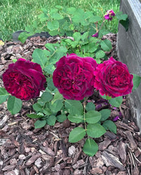 Rose 'Munstead Wood' (David Austin) - Large - Ladybird Nursery