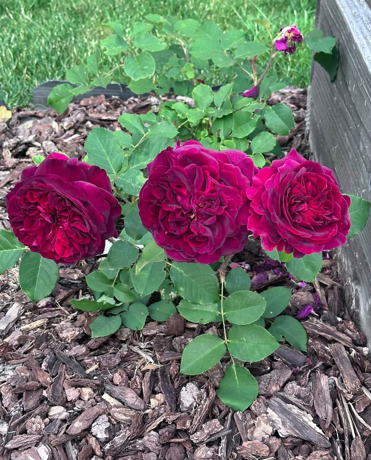 Rose 'Munstead Wood' (David Austin) - Large - Ladybird Nursery