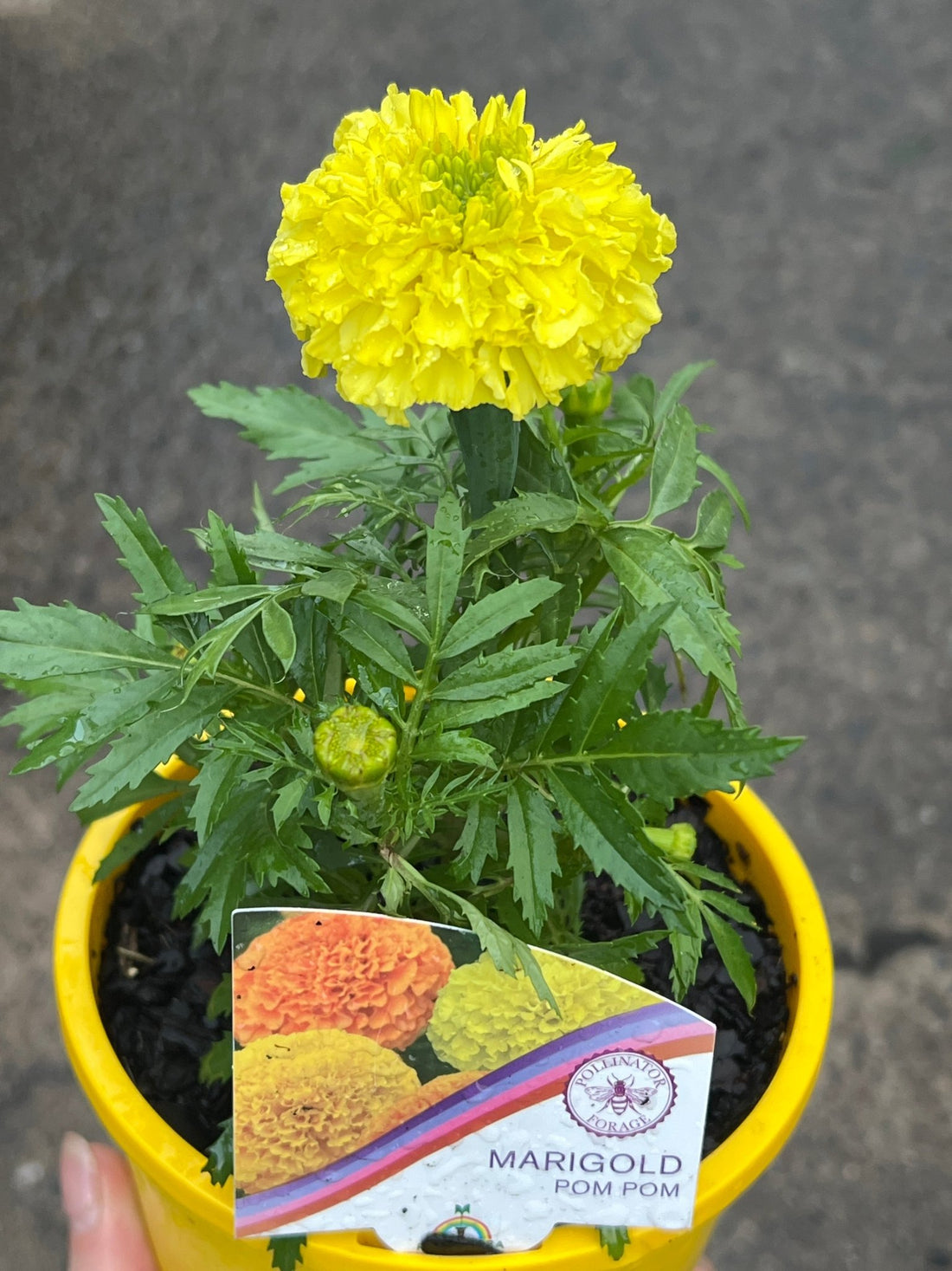 Marigold 'Pom Pom' (PICK UP ONLY) - Ladybird Nursery
