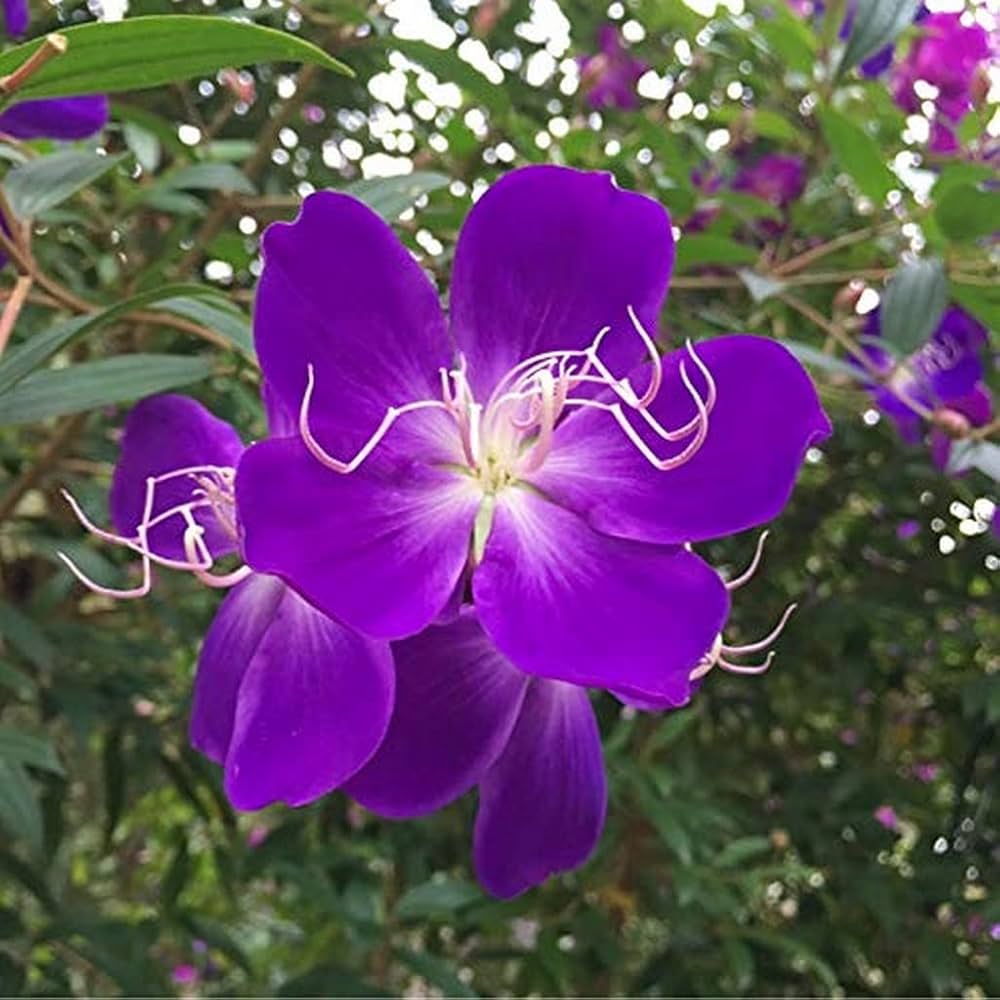 Indian Rhododendron (Melastoma malabathricum)
