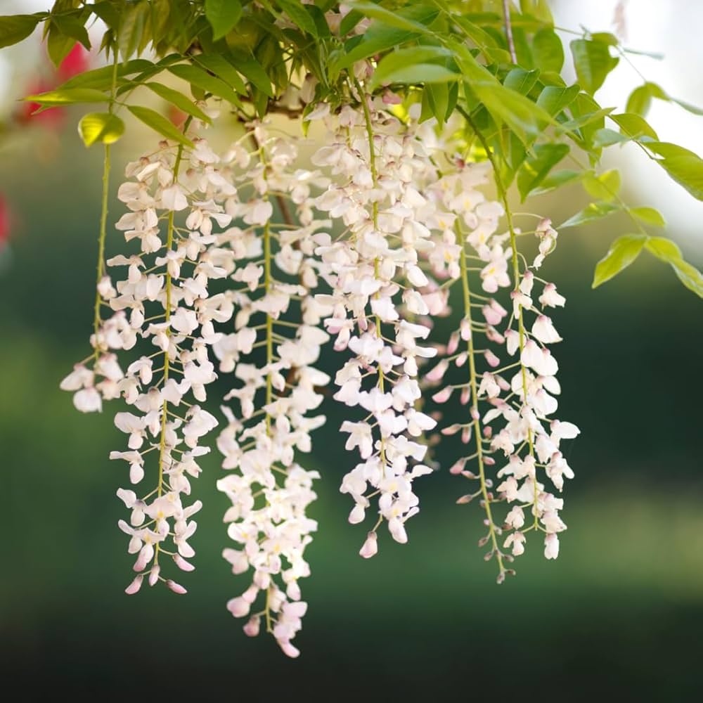 White Chinese Wisteria Alba (Wisteria sinensis) - Ladybird Nursery