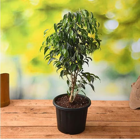 Weeping Fig Emerald Green Standards (Ficus benjamina)