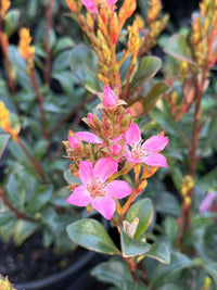 Rhaphiolepis 'Pink Punch' - Large - Ladybird Nursery
