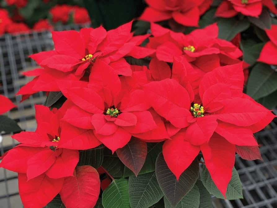 Poinsettia Mix (Euphorbia pulcherrima) - Ladybird Nursery