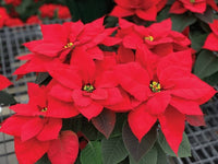 Poinsettia Mix (Euphorbia pulcherrima)