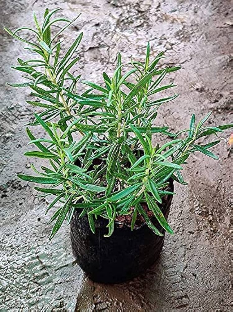 Rosemary Chefs Choice™ (Rosmarinus officinalis) - Ladybird Nursery