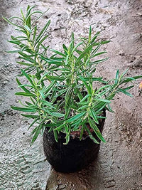 Rosemary Chefs Choice™ (Rosmarinus officinalis)