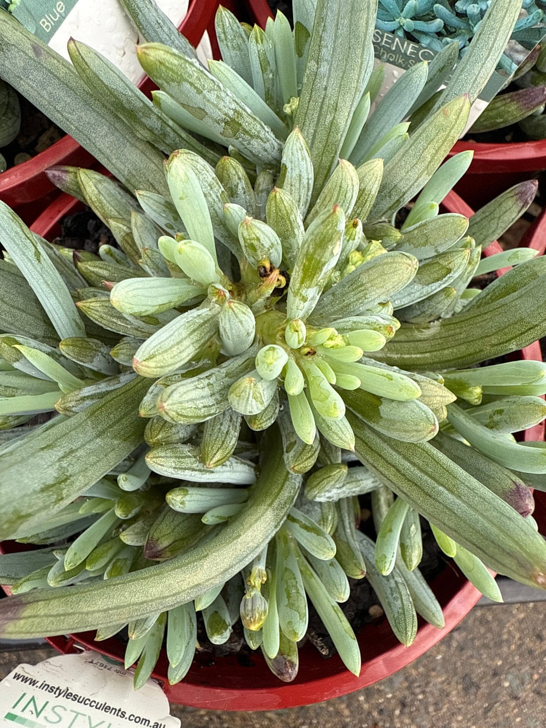 Dwarf Chalk Sticks (Senecio serpens) - Ladybird Nursery