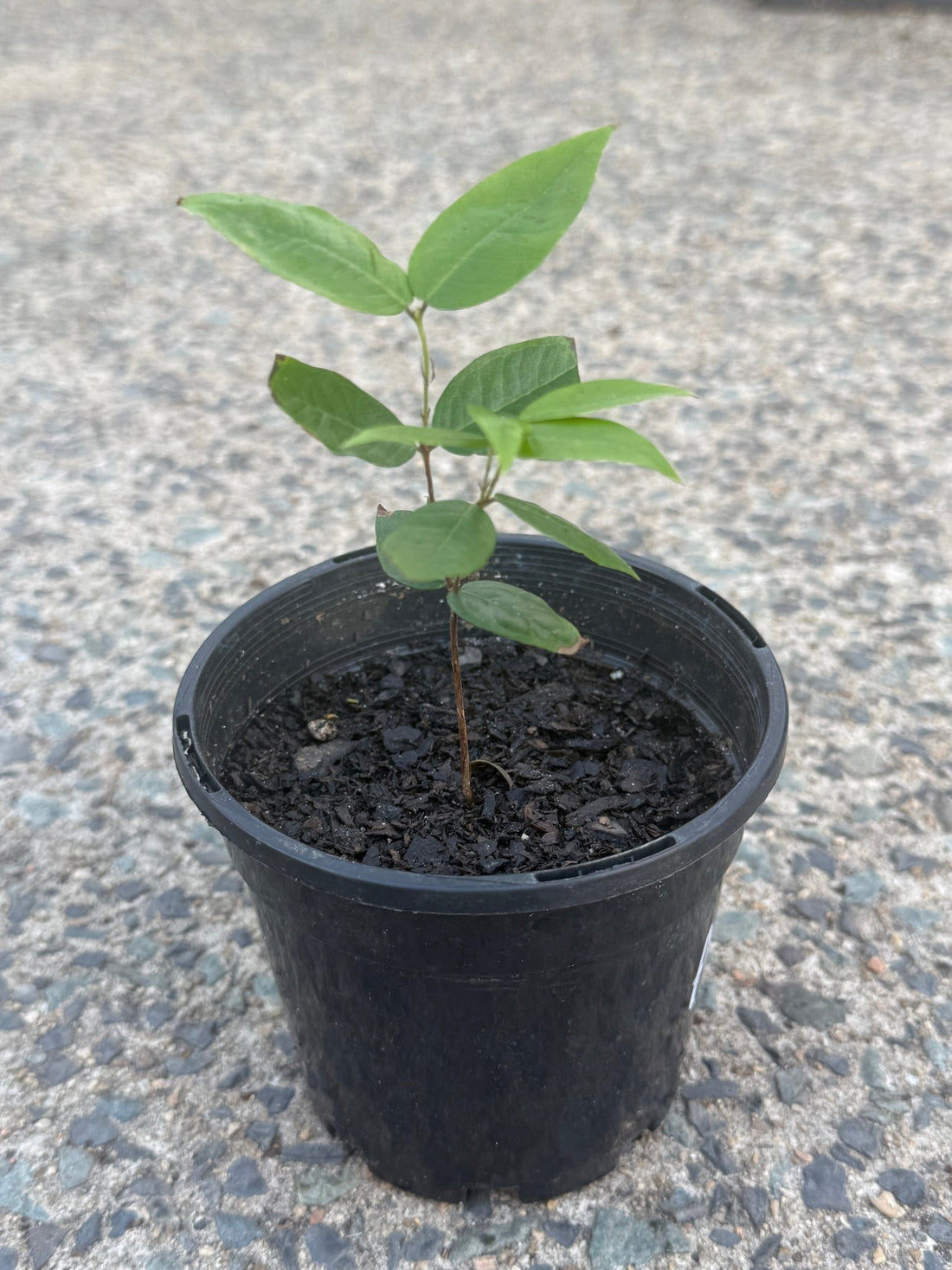 Jaboticaba 'White' (Plinia aureana) - Ladybird Nursery