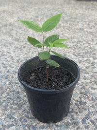 Jaboticaba 'White' (Plinia aureana) - Ladybird Nursery