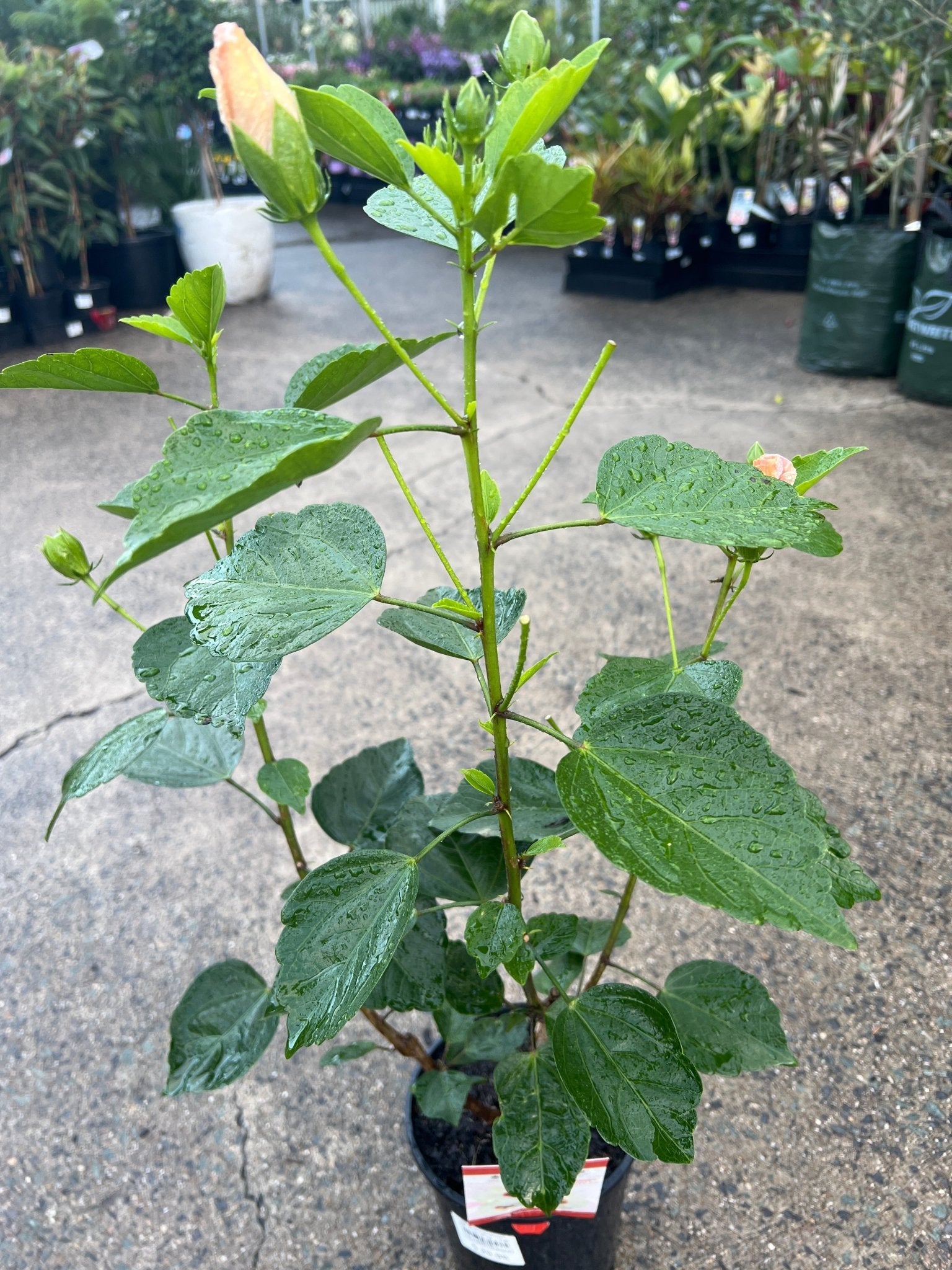 Hibiscus 'Flamenco™ Adonicus White' - Large - Ladybird Nursery