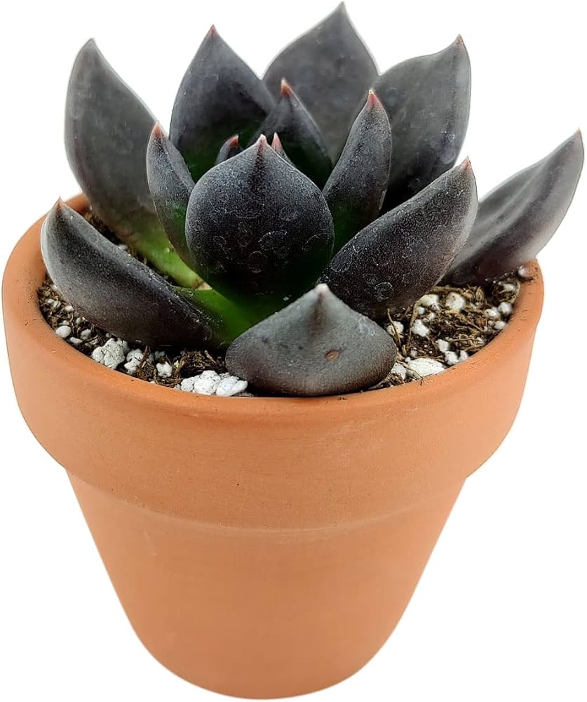 Hens and Chicks Knight (Echeveria Black)