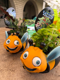 Bee Planter with Assorted Indoor Plant