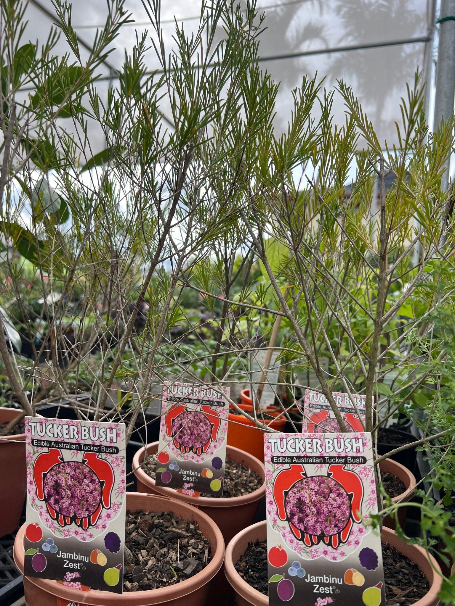 ‘Jambinu Zest' (Chamelaucium hybrida) - Ladybird Nursery