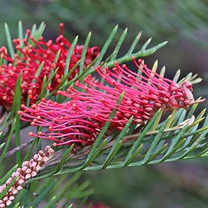 Grevillea Red Hooks - Ladybird Nursery