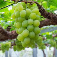 Grape 'White Muscat' (QLD ONLY) - Medium