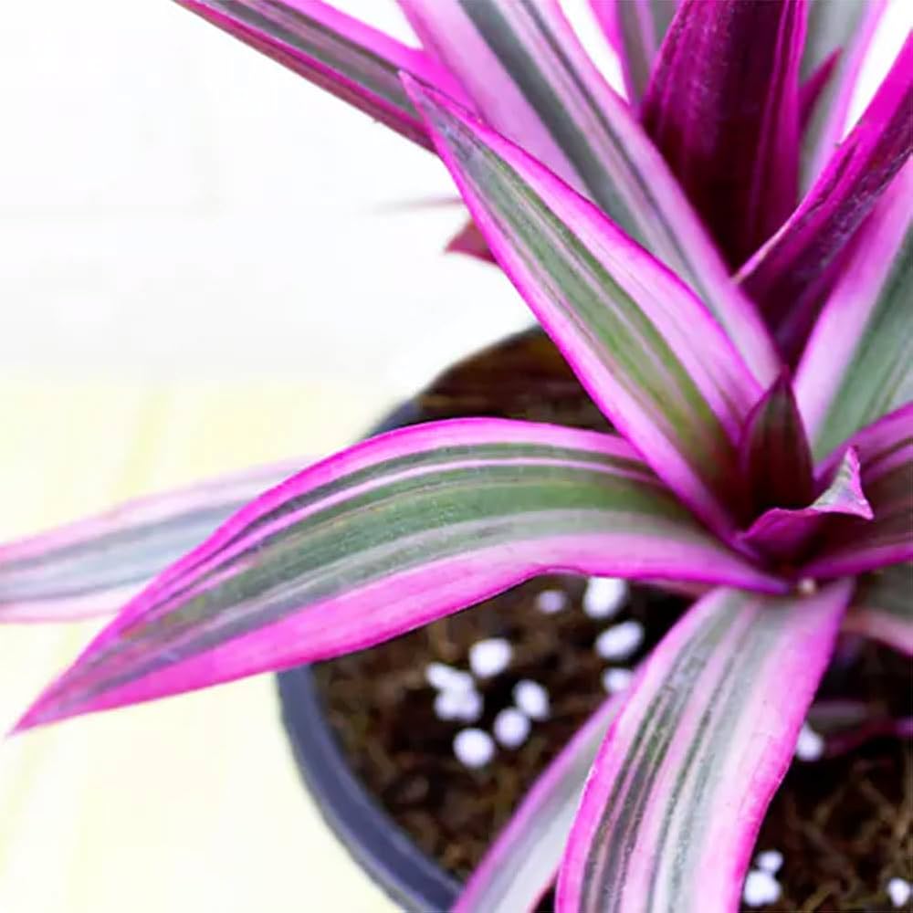 Spiderwort Stripe Me Pink Rhoeo (Tradescantia spathacea) - Ladybird Nursery