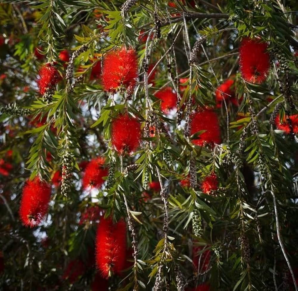 Weeping Bottlebrush (Melaleuca viminalis) - Ladybird Nursery