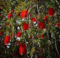 Weeping Bottlebrush (Melaleuca viminalis) - Ladybird Nursery