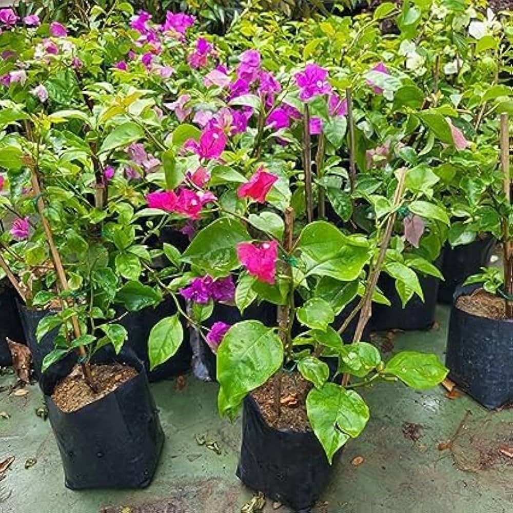 Bougainvillea Mahatma Ghandi (Bougainvillea glabra)