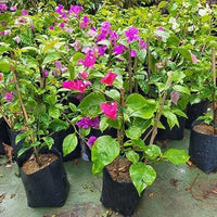 Bougainvillea Mahatma Ghandi (Bougainvillea glabra)