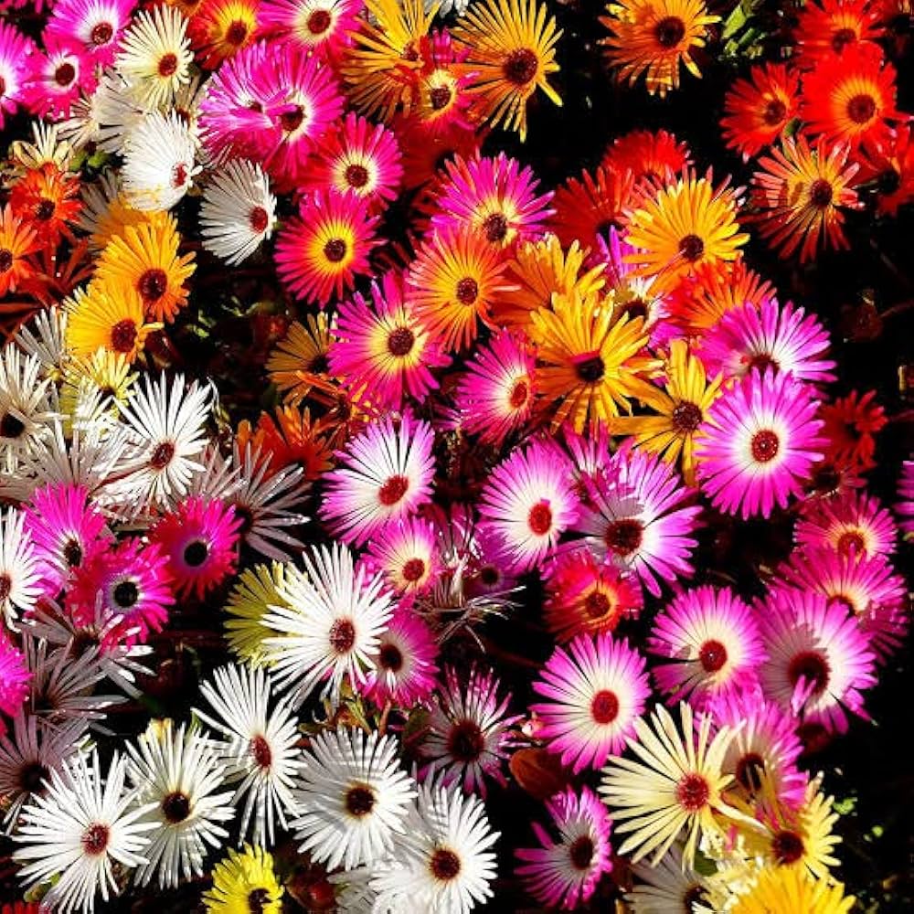 Ice Plant Assorted (Mesembryanthemum spp.) - Ladybird Nursery