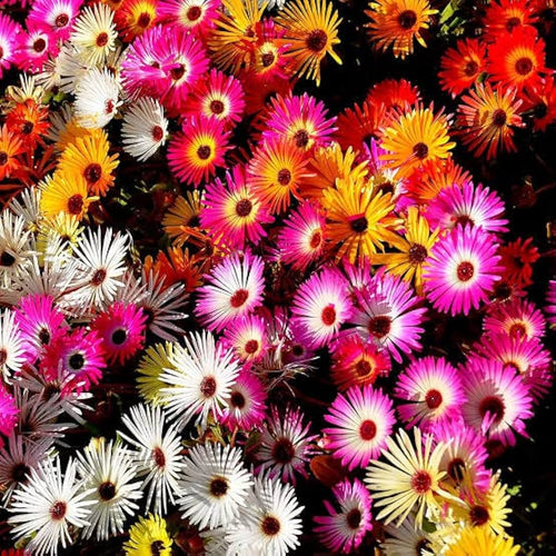 Ice Plant Assorted (Mesembryanthemum spp.) - Ladybird Nursery