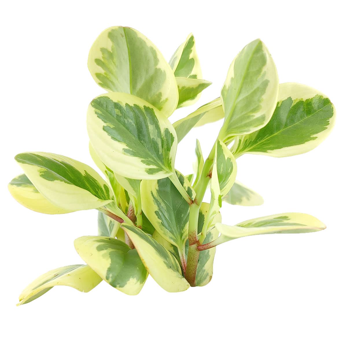 Baby Rubber Plant Variegated (Peperomia obtusifolia)
