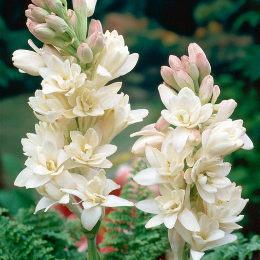 Tuberose (Polianthes tuberosa) - Ladybird Nursery