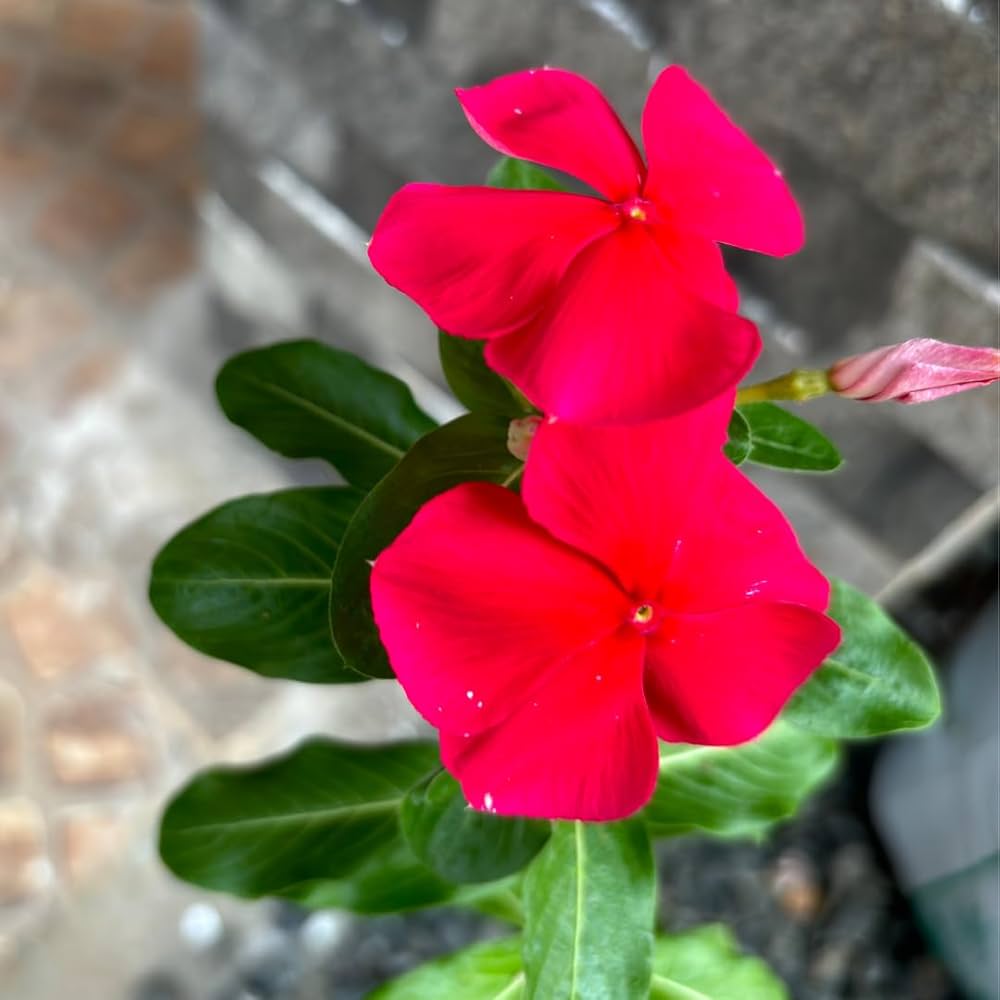Periwinkle Red and White (Vinca spp.)