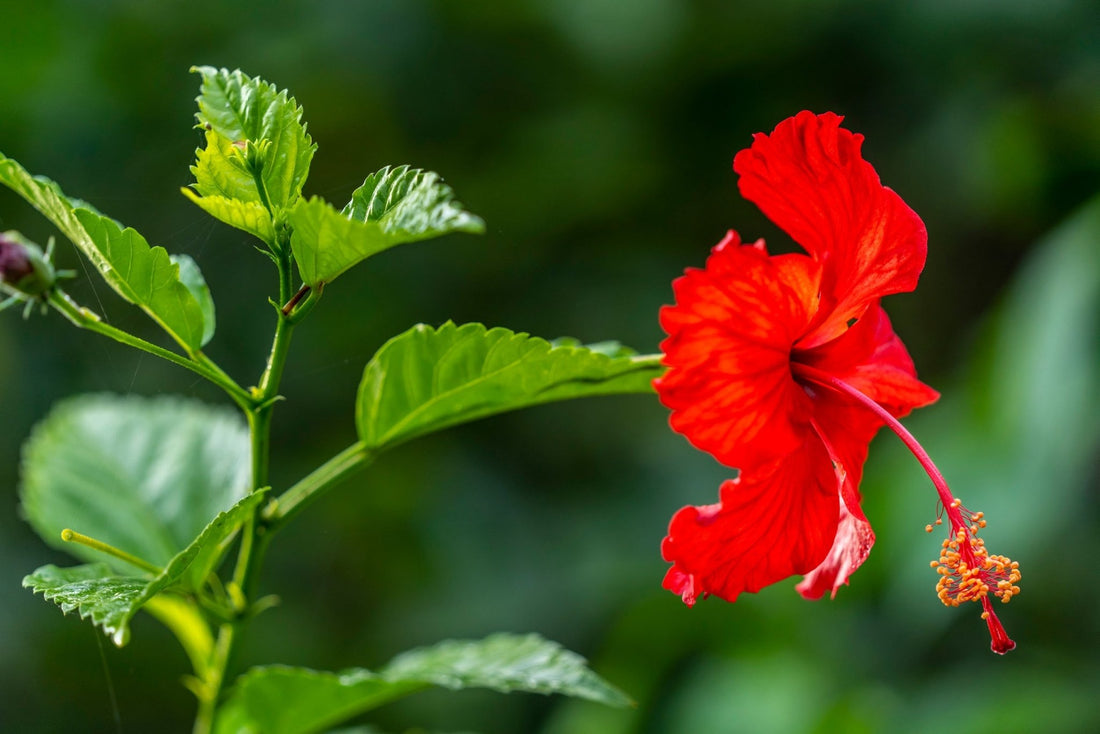 Hibiscus Popsicle - Ladybird Nursery