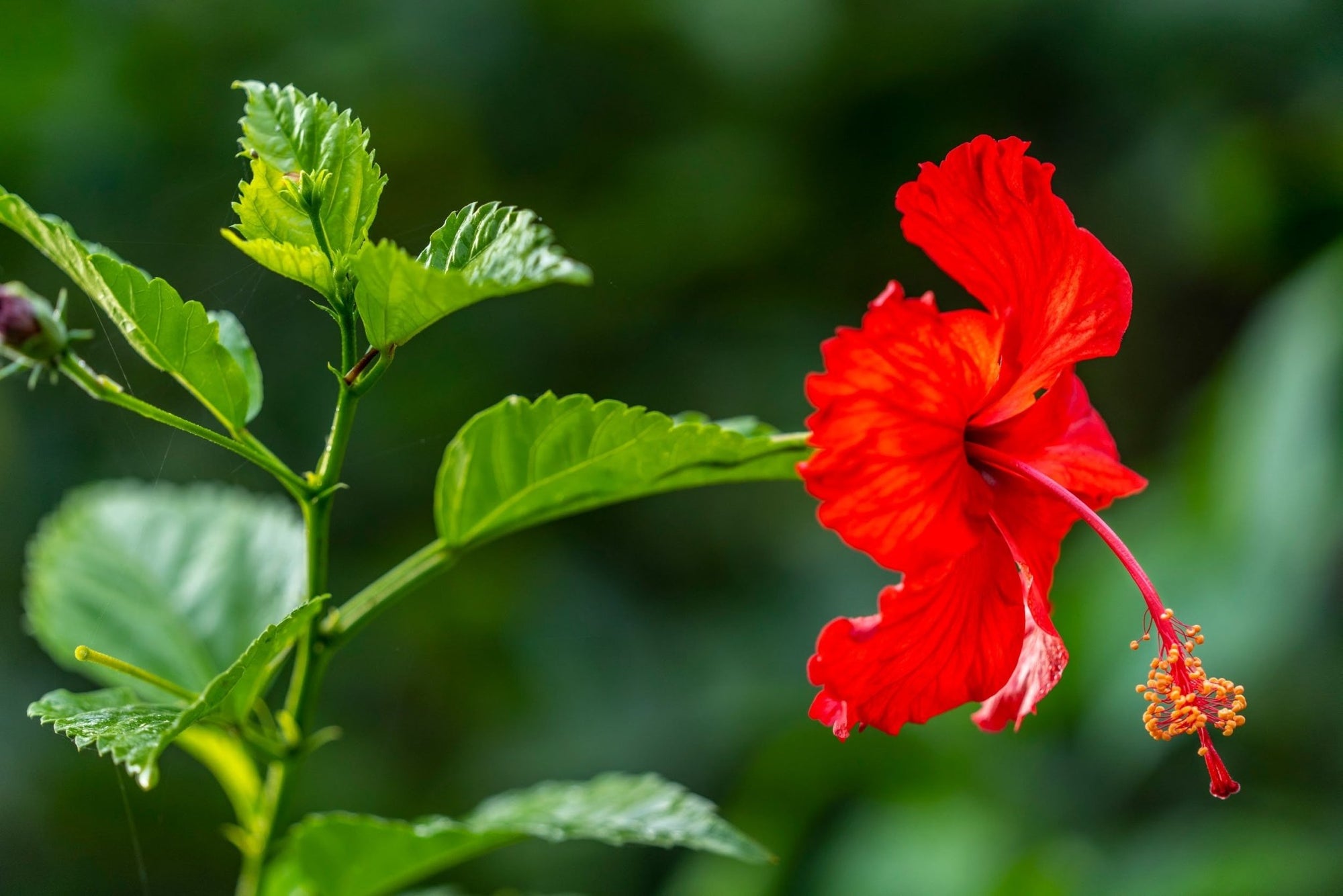 Hibiscus Popsicle - Ladybird Nursery