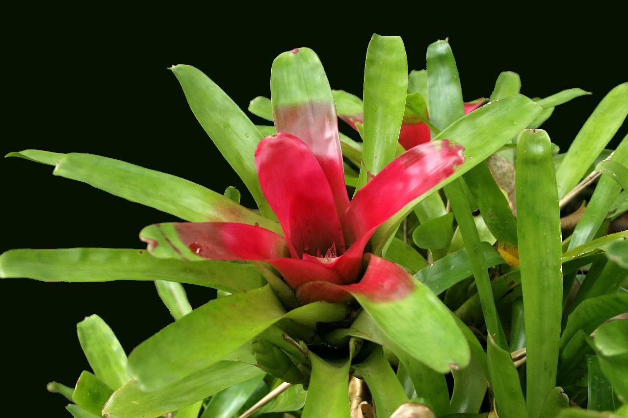 Bromeliad (Neoregelia compacta) - Ladybird Nursery