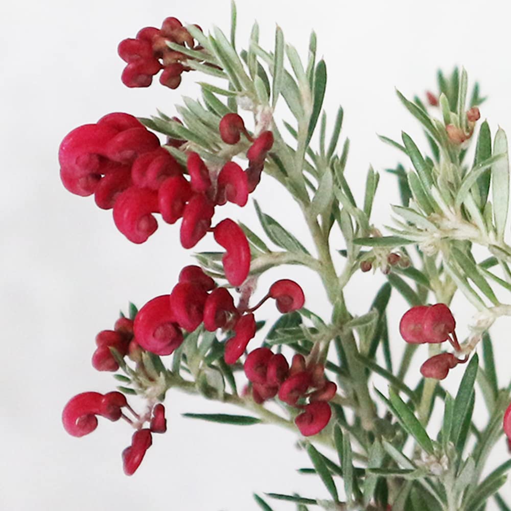 Grevillea Red Coral