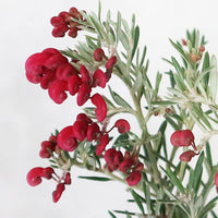 Grevillea Red Coral