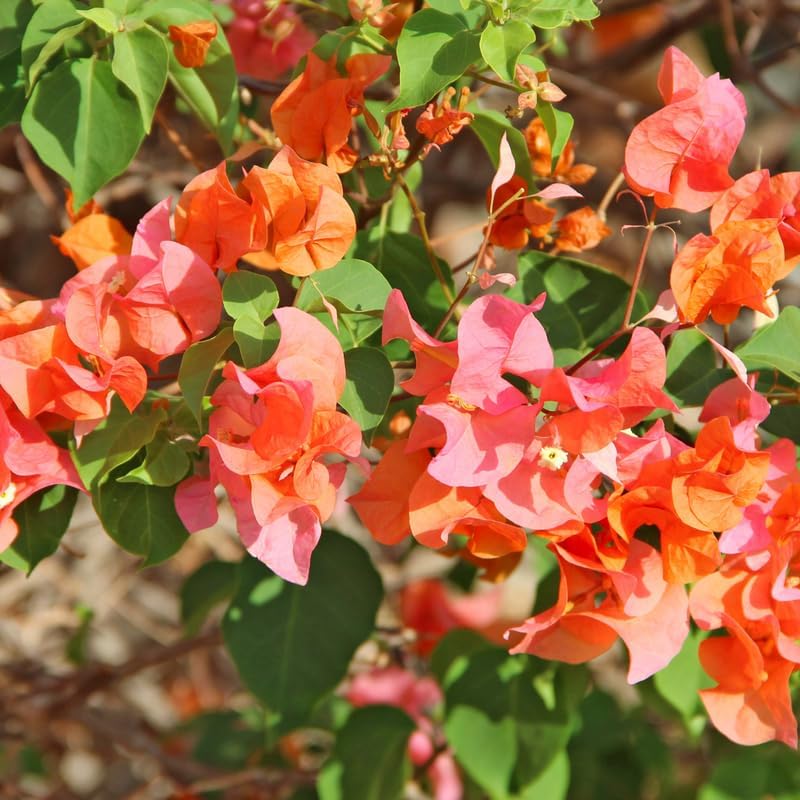 Bougainvillea Orange Glory (Bougainvillea glabra) - Ladybird Nursery
