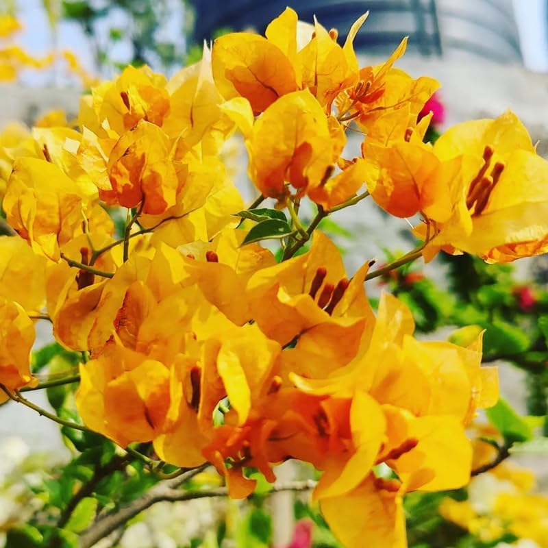 Bougainvillea Inca Gold (Bougainvillea glabra) - Ladybird Nursery