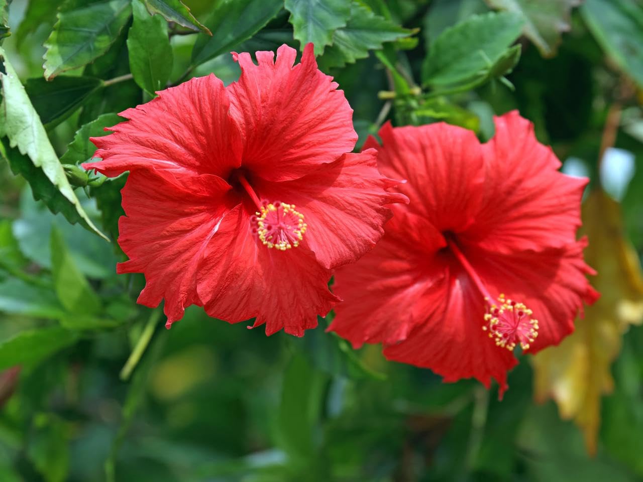 Chinese Hibiscus Hawaiian Skies (Hibiscus rosa-sinensis)