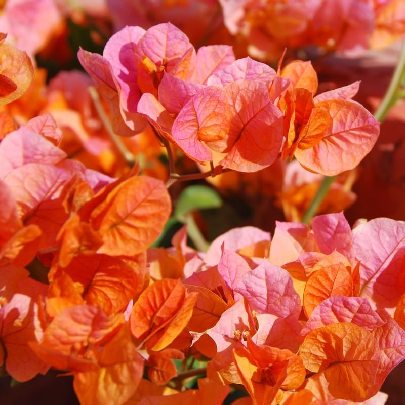 Bougainvillea Orange Glory (Bougainvillea glabra)