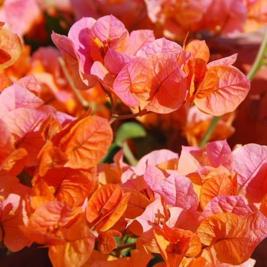 Bougainvillea Orange Glory (Bougainvillea glabra)
