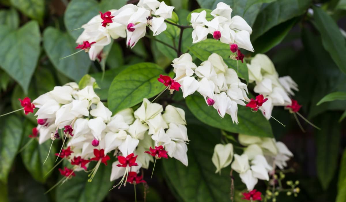 Bleeding Heart (Clerodendrum thomsoniae)