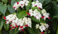 Bleeding Heart (Clerodendrum thomsoniae)