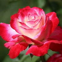 Rose Double Delight (Rosa)