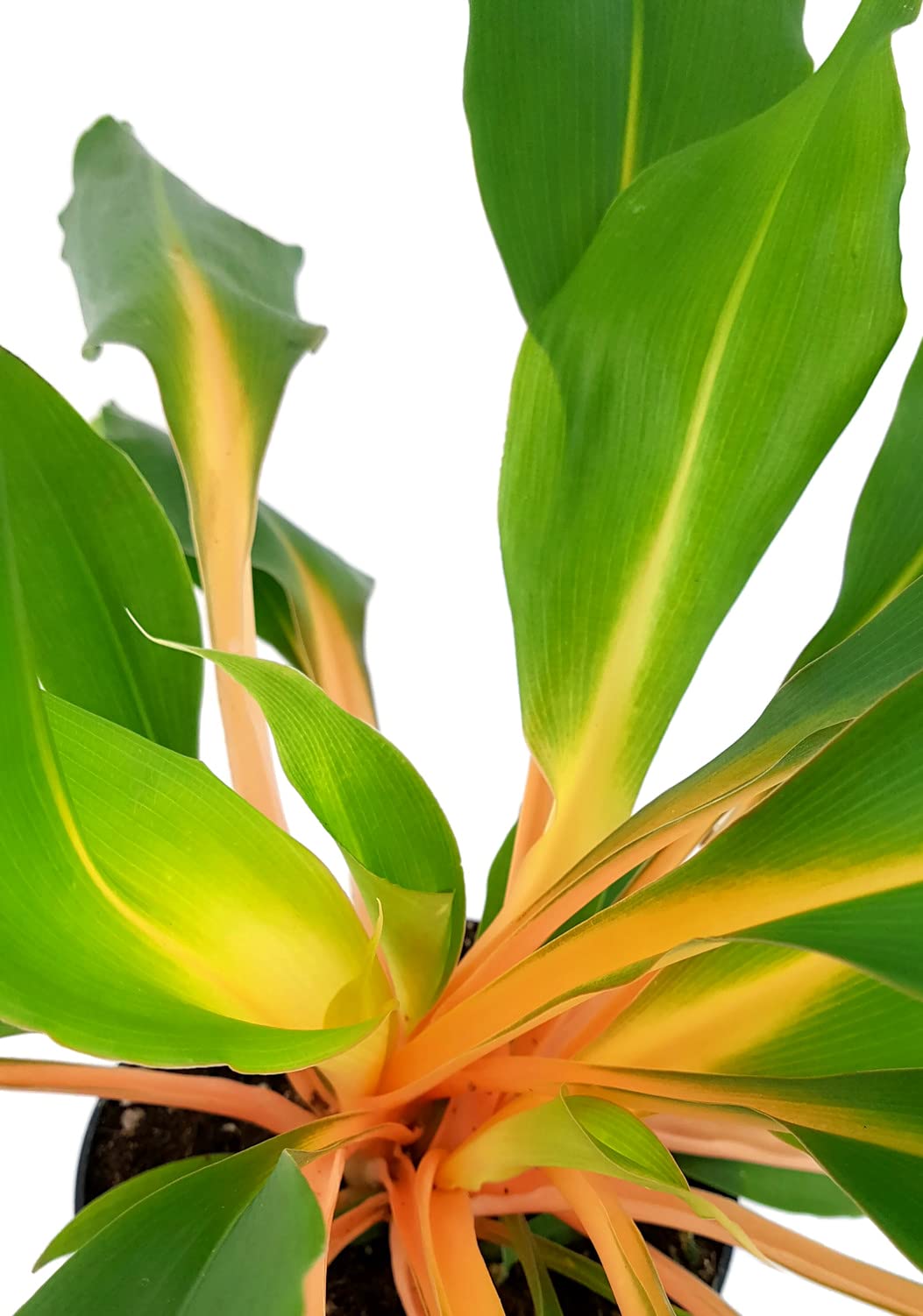 Spider Plant Green Orange (Chlorophytum) - Ladybird Nursery