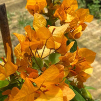 Bougainvillea Inca Gold (Bougainvillea glabra) - Ladybird Nursery