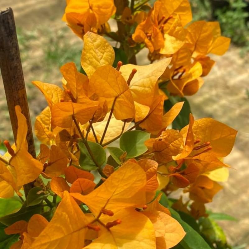 Bougainvillea Inca Gold (Bougainvillea glabra) - Ladybird Nursery